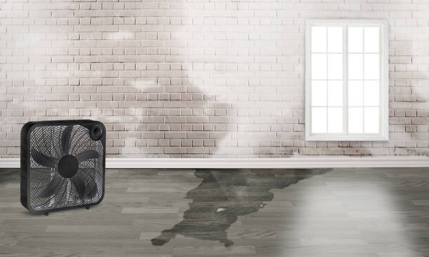 Best Water damage restoration mold remediation  in Grundy Center, IA